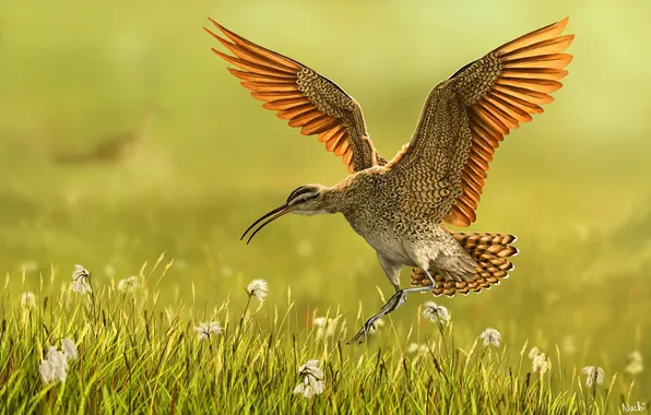 Picture grass, bird, flight