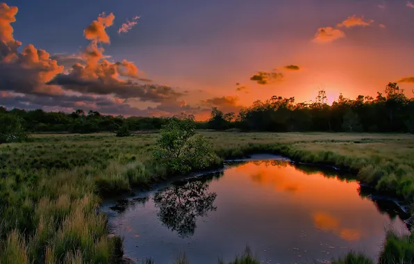 Picture forest, water, clouds, sunset