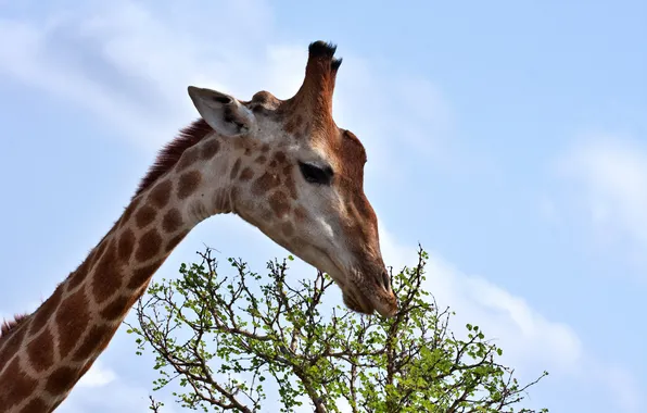 Picture face, branches, giraffe, profile