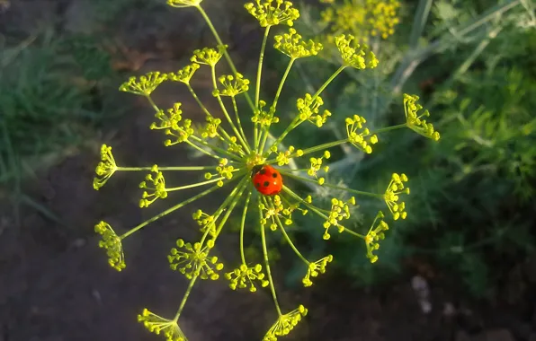 Greens, summer, heat, ladybug, June, summer day