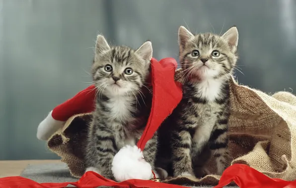 Look, cats, pose, kitty, Christmas, kittens, New year, grey background