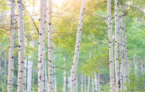 Autumn, forest, aspen