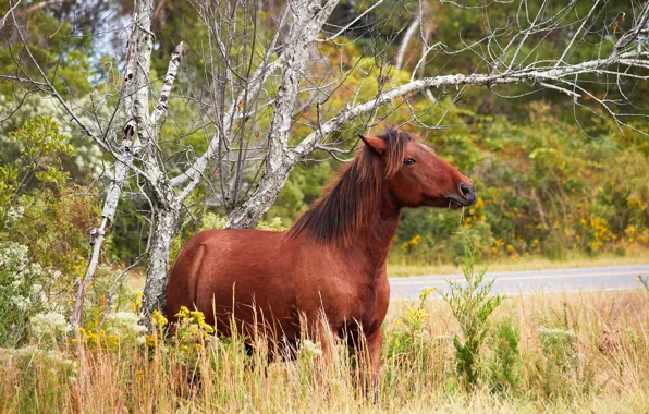 Road, grass, branches, nature, tree, horse, horse, chestnut