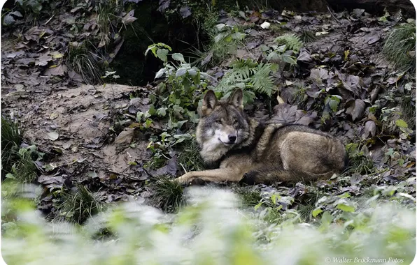 Nature, face, animal, wolf, wildlife, head, fur, mammal