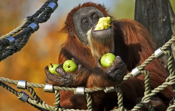 Monkey, hammock, pear, orangutan