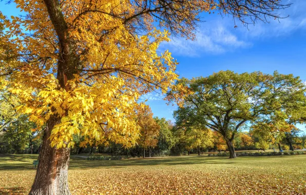 Picture autumn, the sky, grass, leaves, trees, Park