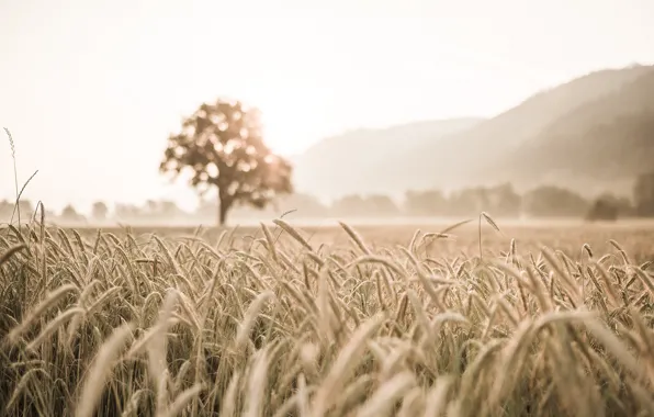 Picture field, summer, ears