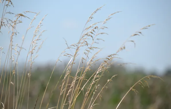 Picture field, the sky, ears