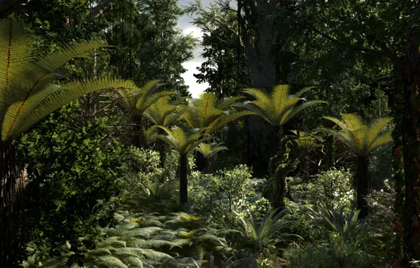 Picture forest, trees, nature, palm trees, fern, New Zealand