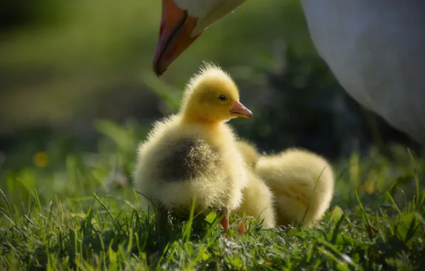 Grass, light, glade, yellow, kids, care, mom, chick