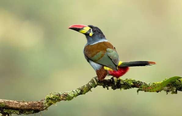 Background, bird, branch, Toucan