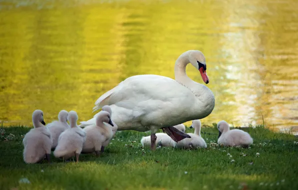 Grass, birds, shore, swans, mom, Chicks, brood, the Lebeda