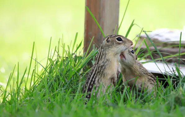 Grass, background, animals, pair, a couple, Duo, two, gophers