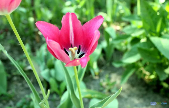 Greens, flower, background, Tulip, petals, al