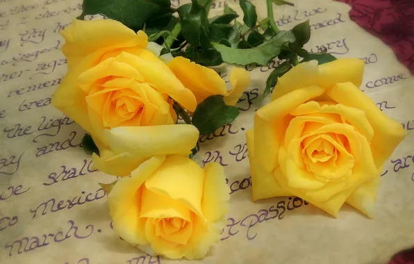 Letter, yellow, roses, yellow roses