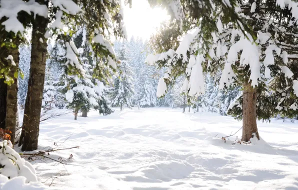 Winter, snow, trees, landscape, winter, tree, landscape, nature