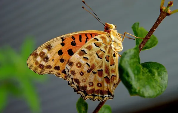 Leaves, microsemi, wings, Butterfly, insect, beautiful, closeup