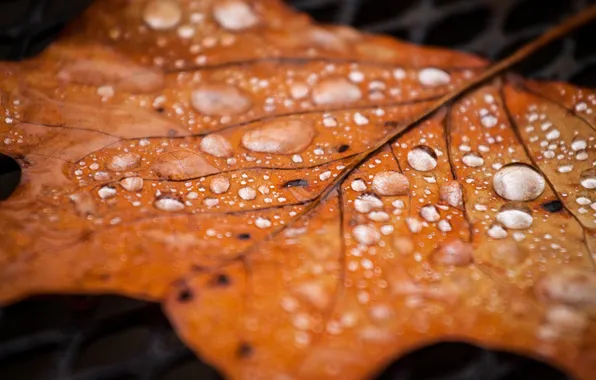 Picture autumn, drops, sheet, Rosa, dry