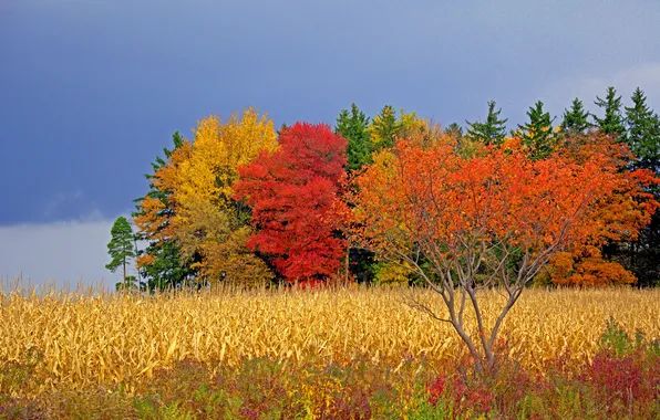 Field, autumn, the sky, clouds, trees