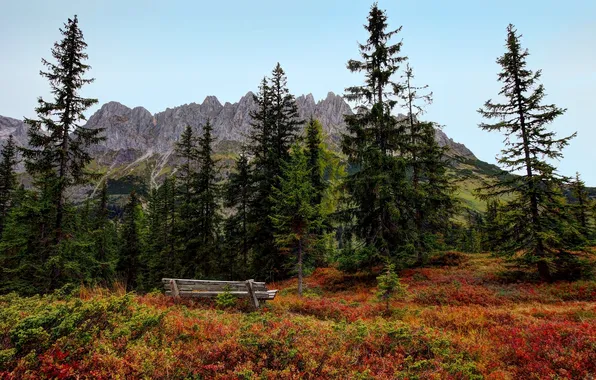 Autumn, forest, trees, bench, shop