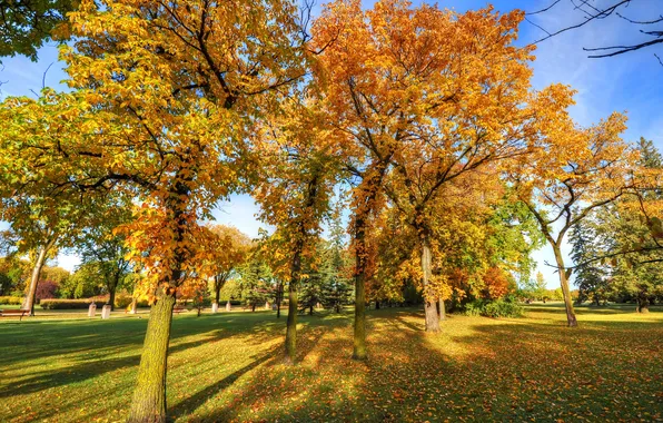 Autumn, the sky, grass, leaves, trees, landscape, Park