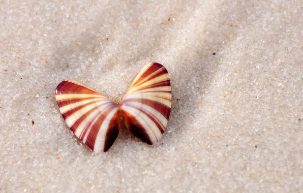 Picture sand, beach, shell, sash