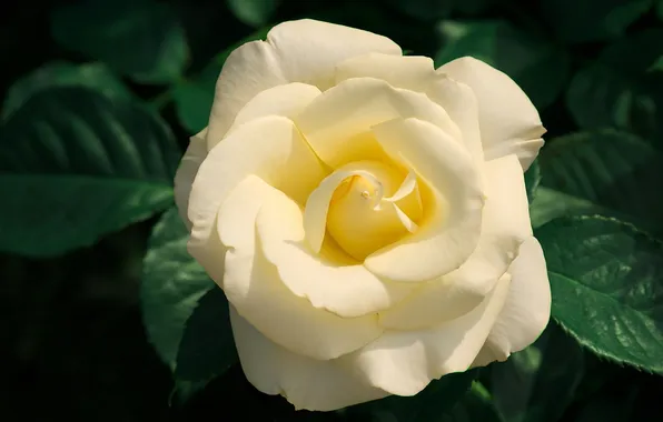 Picture flower, leaves, macro, nature, rose, plants, petals, Bud