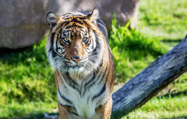 Picture tiger, predator, Sumatran