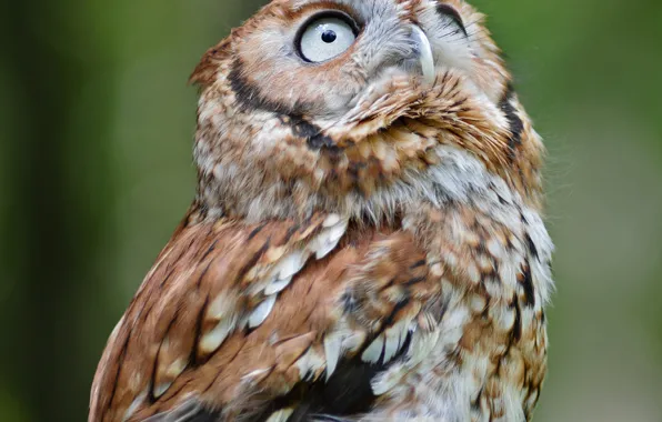 Owl, bird, looking up, by Nushaa