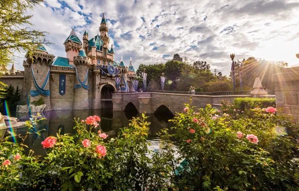 Dawn, roses, morning, Disneyland, Disneyland