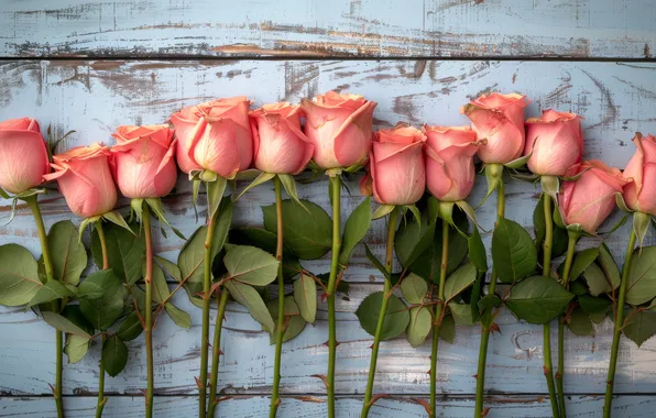 Flowers, holiday, Board, roses, bouquet, pink, buds, March 8