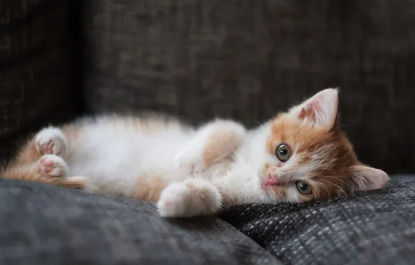 Cat, look, pose, kitty, sofa, red, lies, grey background
