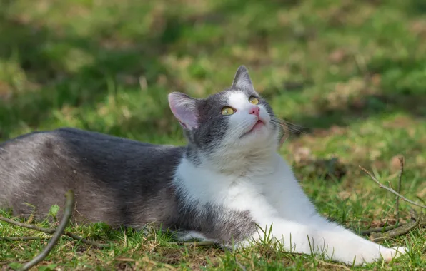 Cat, lawn, Kota