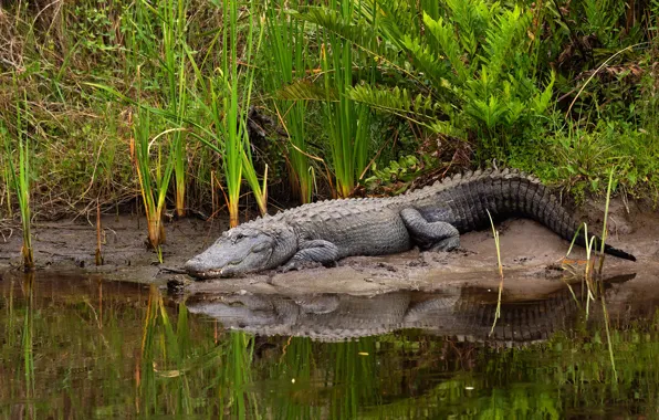 Nature, reflection, river, thickets, shore, predator, crocodile, the bushes
