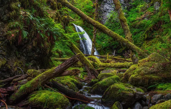 Forest, trees, waterfall, moss, thicket