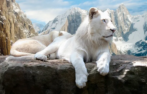 Mountains, rock, Leo