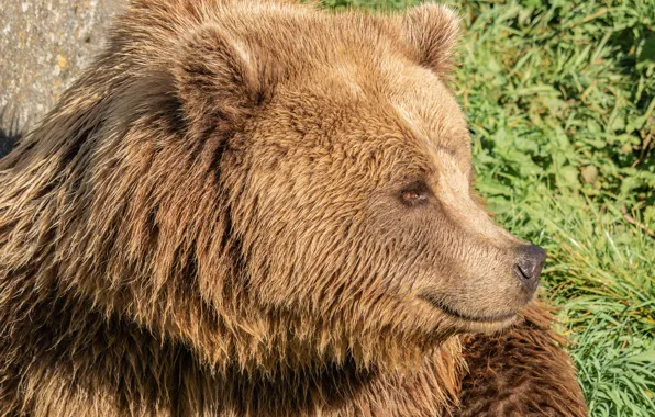 Picture Smile, Bear, Face, Brown, Closeup