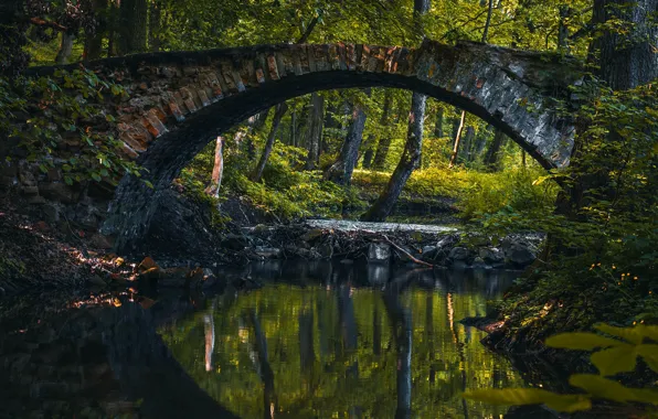 Forest, summer, light, trees, bridge, lake, pond, reflection