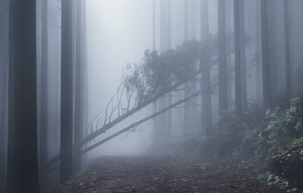 Picture forest, trees, nature, fog, path