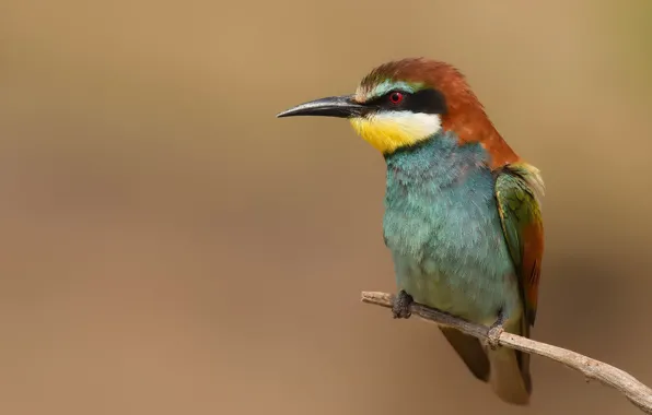 Picture background, bird, branch, Golden bee-eater