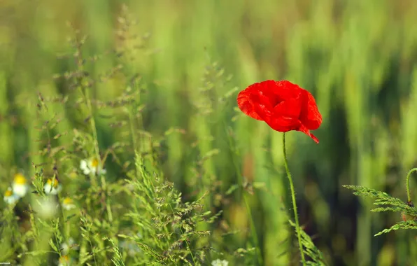 Picture red, green, Plant