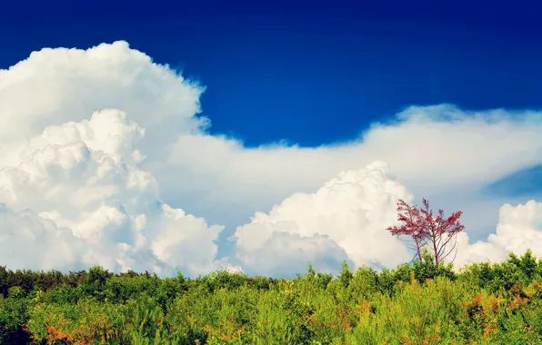 Picture forest, the sky, clouds, trees, plants, Sunny