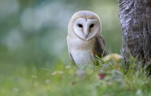 Owl, bird, the barn owl