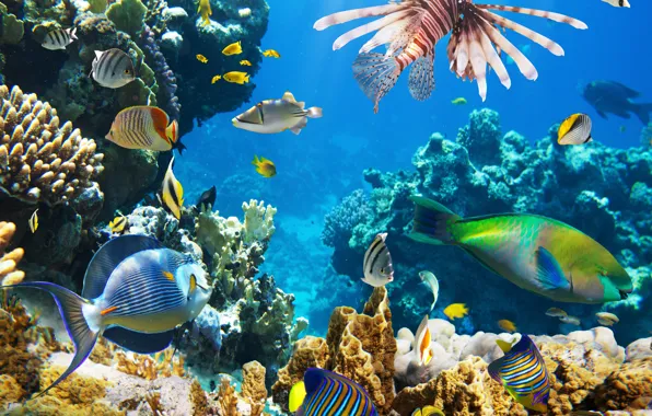 Picture fish, the ocean, underwater world, underwater, ocean, fishes, tropical, reef