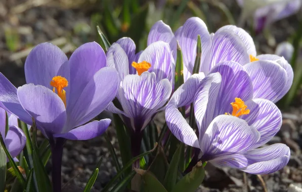 Macro, light, flowers, spring, petals, crocuses, lilac, striped