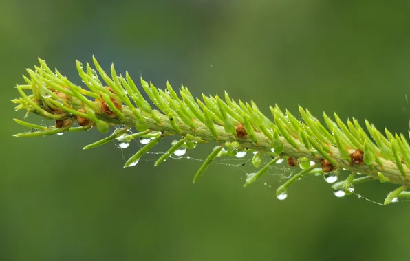 Drops, spruce, twig