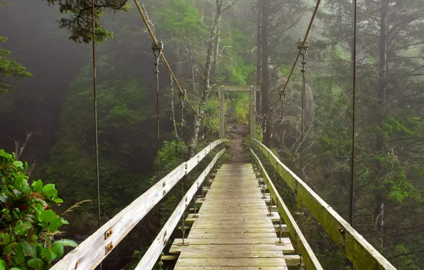 Canada, British Columbia, suspension bridge, Vancouver island