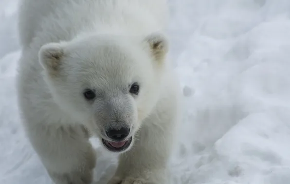 Baby, muzzle, bear, polar bear, cub