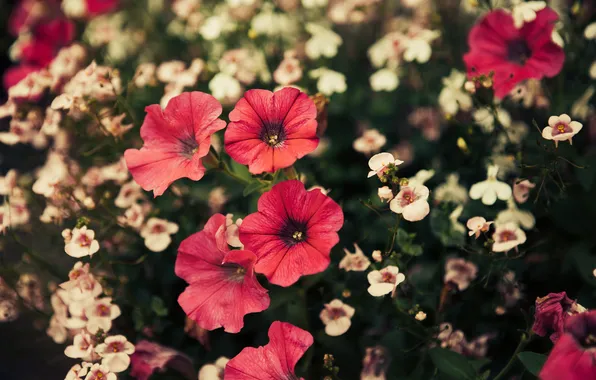 Flowers, petals, a lot