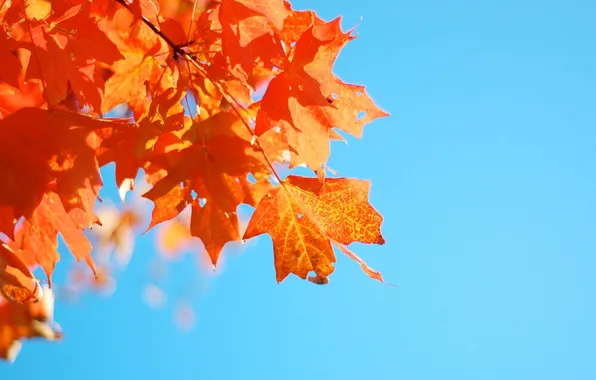 The sky, leaves, blue, maple